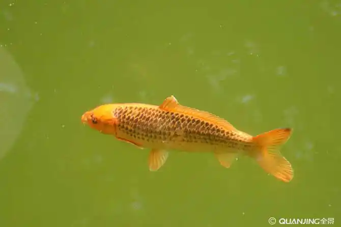 鲤鱼图片_图片大全