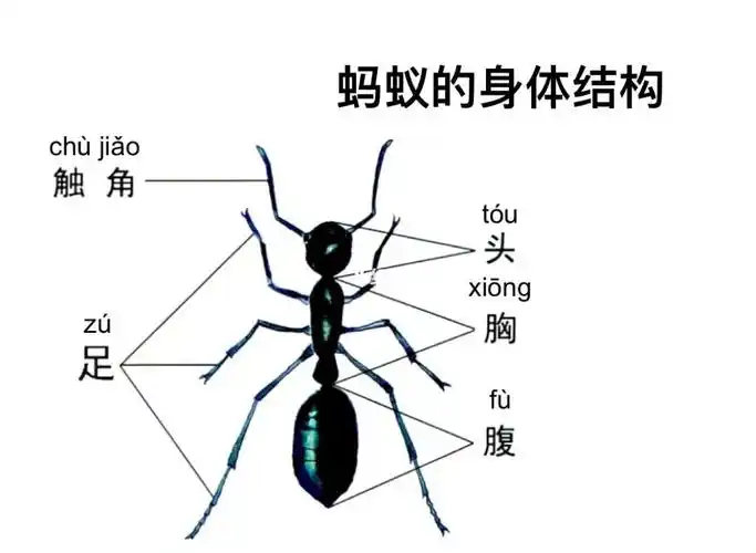 蚂蚁的身体结构:分为头,胸,腹三部分.