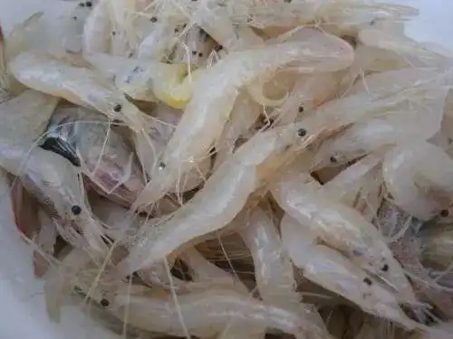 江苏南通启东地区脊尾白虾养殖模式总结,值得参考!