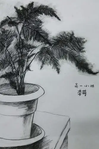 二次植物速写写生(高一) 写美篇          为此,搬来植物几盆,有文竹