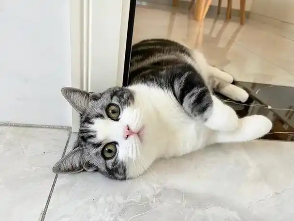 猫咪躺地上对你"打滚撒泼",可不仅仅是卖萌这么简单哦!