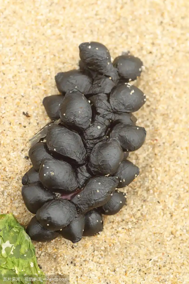 普通墨鱼(sepia officinalis),卵,"海葡萄",被冲上海滩海岸线,斯塔德