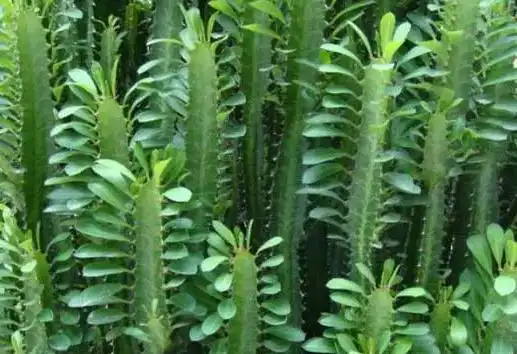 龙骨草的功效与作用 龙骨草泡酒的功效