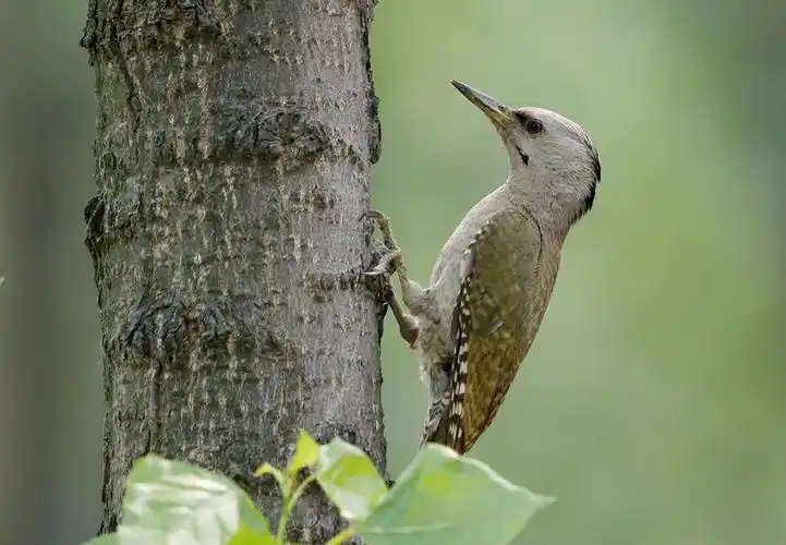 展开全部 这是灰头绿啄木鸟,雄鸟头顶有红色的斑块,雌鸟没有,放了吧