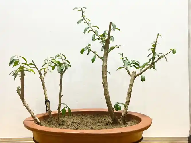 盆景(女贞树2024年种植)