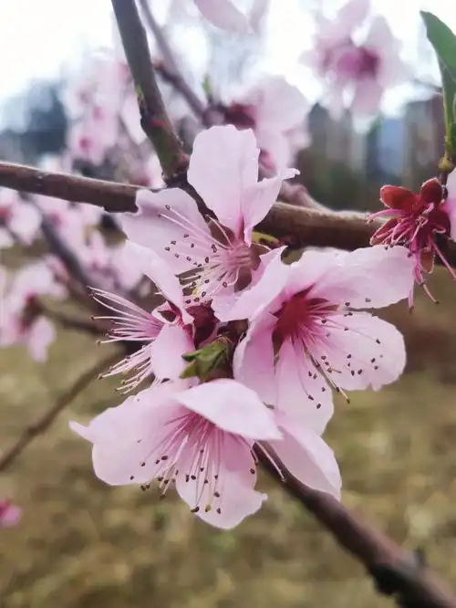 雪域江南花开时节,朵朵桃花高原绽放.