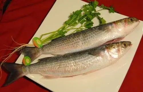 > 正文6,体态:新鲜鱼拿起来身硬体直,有的鱼如黄墙或鲈鱼,乌鱼等,上市