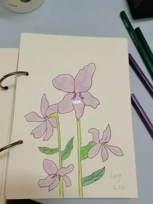 简笔画紫罗兰简笔画