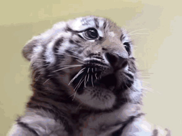 小老虎第一次打针##牛年吐槽争霸赛