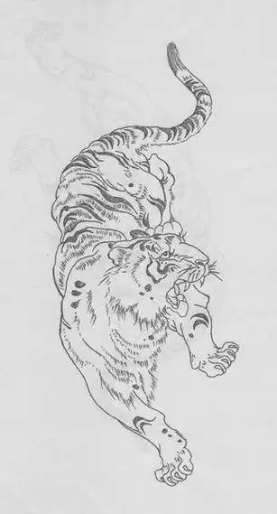 干货!十五张老虎高清白描线稿,喜欢艺术的快收藏起来,留着画!