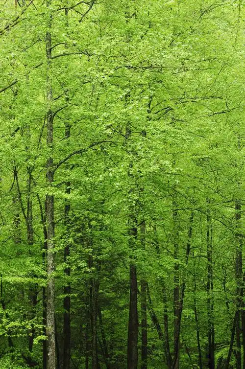 无人,竖图,室外,白天,正面,旅游,度假,美景,森林,树林,植物,美国,景观