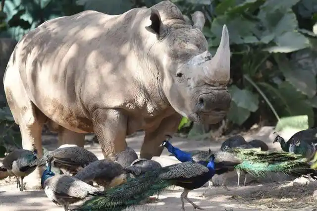 犀牛吃什么食物,深圳野生动物园里的犀牛和孔雀聚餐啦(犀牛吃什么食物