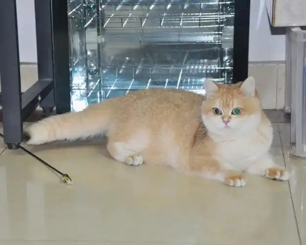 9个月金渐层妹妹才重6斤正常吗