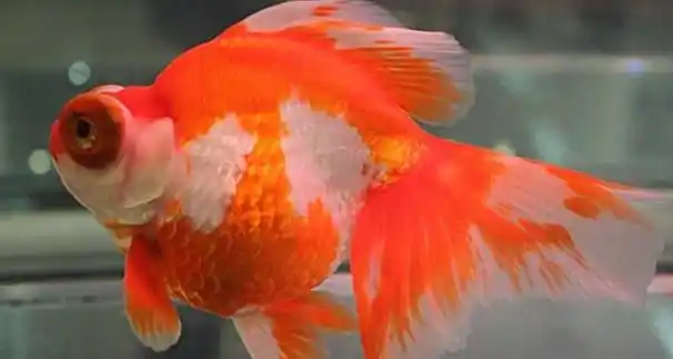 龙睛金鱼好养吗