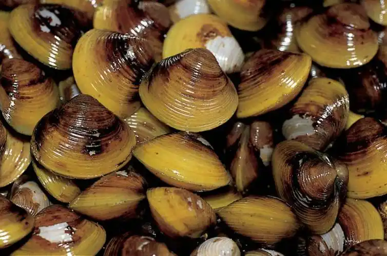 p>河蚬贝壳中等大小,呈圆底三角形,壳高与壳长近似,两壳膨胀,壳顶高