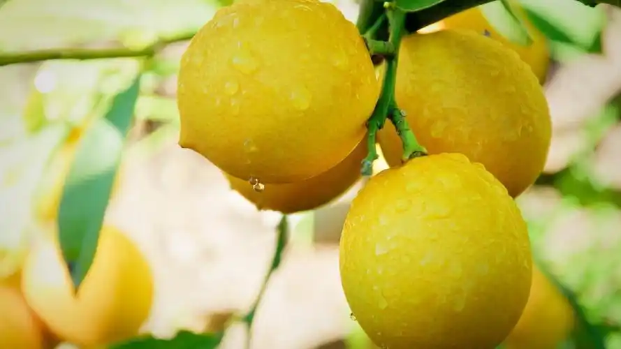 清香柠檬高清桌面壁纸,静唯美的画面,简简单单的颜色,清新淡雅的文艺