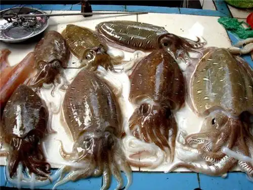 乌贼的墨汁能吃吗(墨鱼的"墨汁"是什么成分)