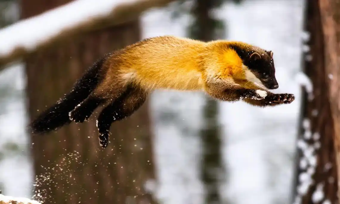 全球罕见!东北出现"白色黄喉貂",能捕杀小野猪,实力有多强?