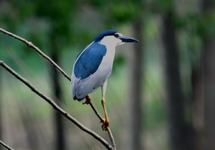 天津鸟类科普第14期——夜鹭_野生动物保护_天津市规划和自然资源局