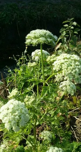 我有一朵白芷花