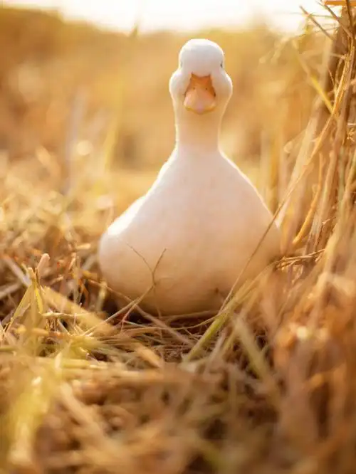 1080_1439竖版 竖屏