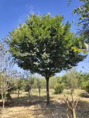 红榉树_胸径16cm_价格1800元_夏溪花木网_夏溪花木市场官网