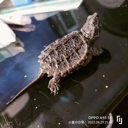 话说大家的龟龟都叫什么名字⊙▽⊙ 我家的叫小鳄98#鳄龟  #养龟