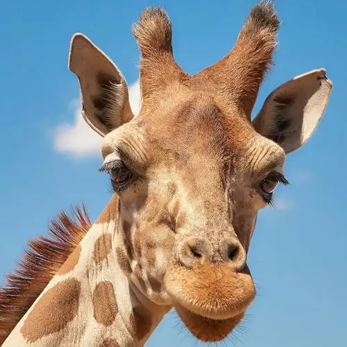 长颈鹿头像
