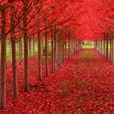 枫叶唯美头像个性枫叶林唯美意境高清图片