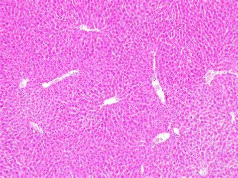 正常肝细胞结构图片