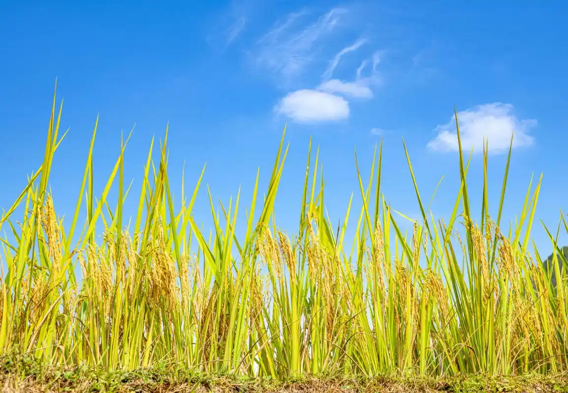 稻穗金黄丰满,是丰收的象征,寓意着岁岁丰收,如意满满.#自然趣图