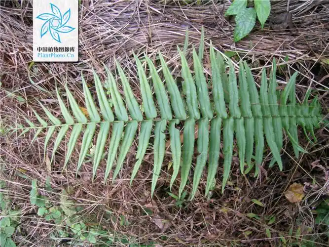 蜈蚣草(原变型)