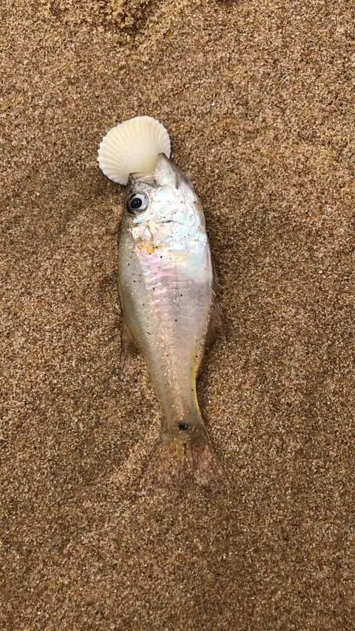 被大海无情地拍到沙滩上的小鱼儿