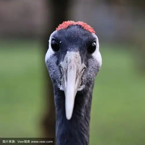 一幅丹顶鹤头的图片