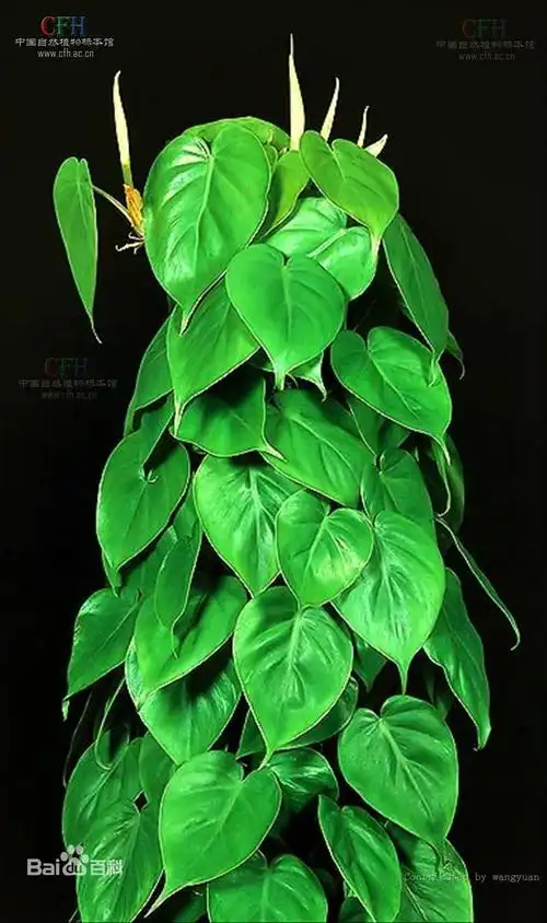 追答 心叶藤 心叶蔓绿绒(philodendron scanaens)因其叶片酷似心形而