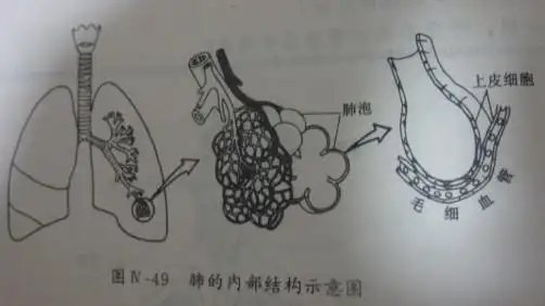 【引用】关于穿膜问题详析(二)呼吸系统和消化系统