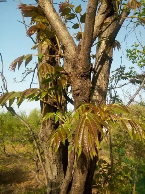 香椿菜属于灌木还是乔木(香椿是蔬菜还是野菜)_大全-幸福起航