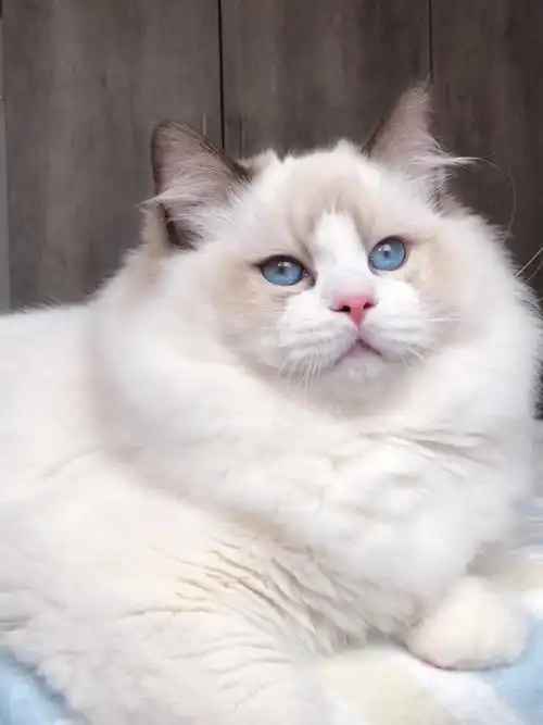 大体型丁香双色布偶猫弟弟找家11000