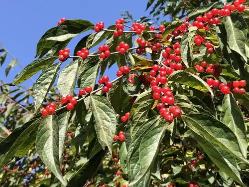 秋日红果:金银木,北京奥森