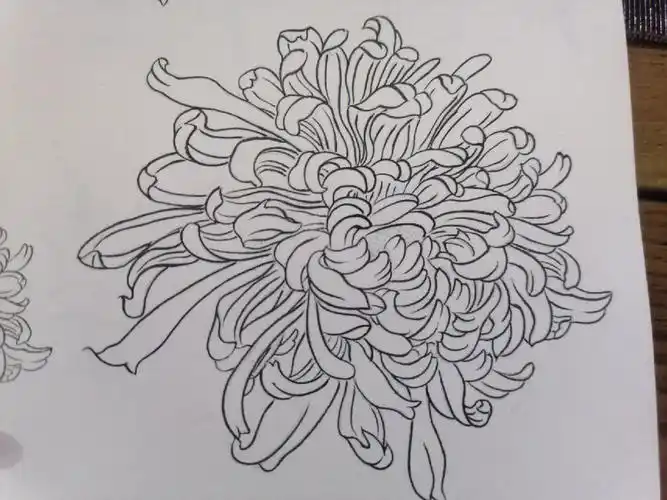 那个女孩子能拒绝花花呢#国画工笔画  #菊花体教程  #菊花体