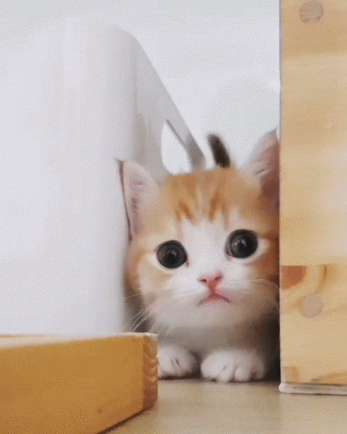 600_750竖版 竖屏gif 动态图 动图