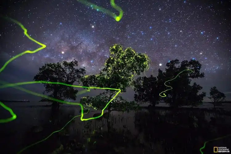 夜里一组奇幻的画面:萤火虫的飞行轨迹犹如一条条光线在星空下闪烁着