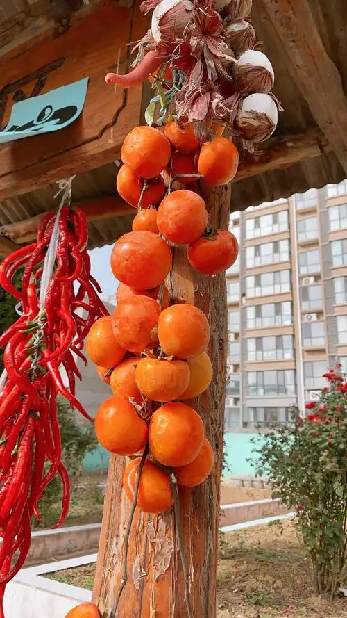 写美篇让幼儿知道秋天是农作物丰收,成熟的季节