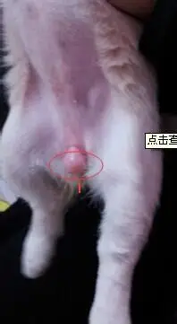 如何辨别幼犬的公母?