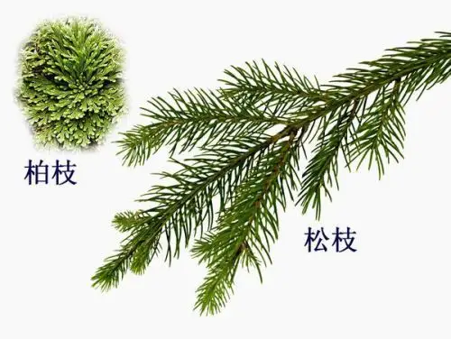 2014-05-02 回答 一般情况下松树为针形叶,而柏树为鳞形叶