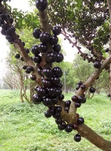 (2012-01-06 11:59:38)转载▼一,新—珍贵果树,新兴品种.