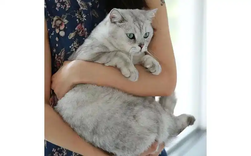 抱猫的3种方式,主人学会了,猫咪会和你更亲