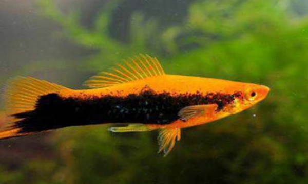 双剑鱼怎么养啊?