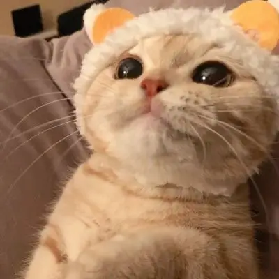 猫咪情侣头像一对两张 抖音最火猫系情侣头像一左一右