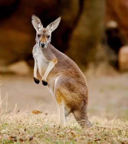 土澳三宝,兄贵为大!还不快来拜见这个浑身肌(槽)肉(点)的大袋鼠